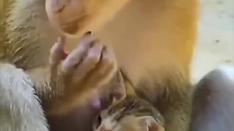 Monkey taking care of Cat