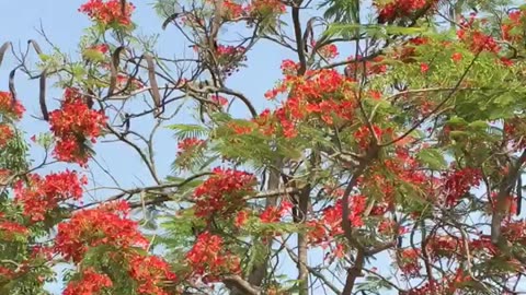 Beautiful tree in Bangladesh