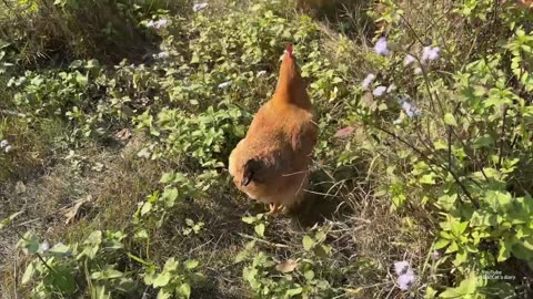 so funny and cute😂!Kittens take chickens home from the outdoors to sleep. Funny rooster and hen