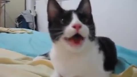 Very Funny Cat Acts Like A Dog🤣🤣🤣