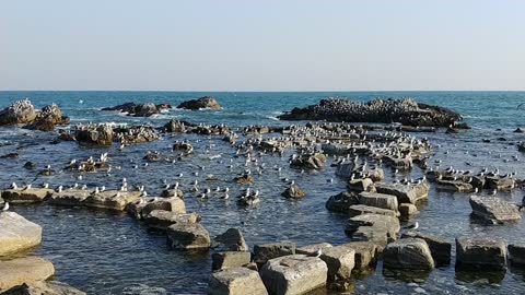 There are seagulls relaxing on the beach.