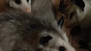 Opossum Babies