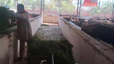 Cow Seva