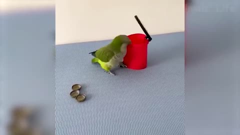 Amazing bird cleaning house