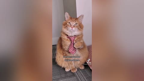 Handsome Kitty Cat With His New Tie