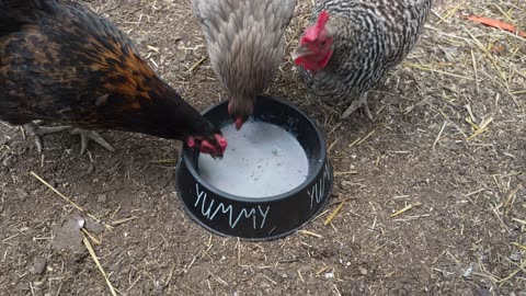 Smoothie treat (blueberry, peanut powder, banana, whey and egg protein, egg shells) for my hens.