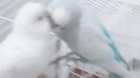 parakeet couple in love