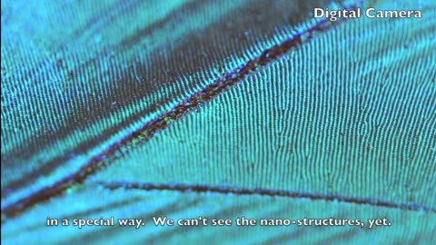 Zooming In On A Blue Morpho Butterfly With Advanced Microscope