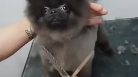 Dancing while getting a haircut.