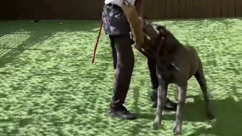 Cane Corso advanced obedience training