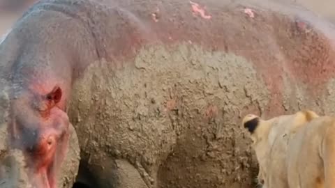 Young Lions are no match for Hippo!