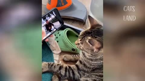 Cat dancing on mobile phone