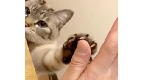 Cutest High Five Ever