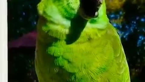 A funny smart parrot acts like a babyParrot crys like a baby #shorts