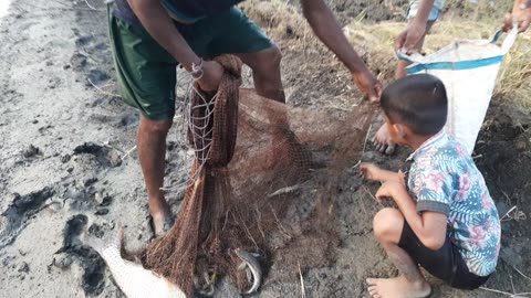 Amazing Village Father & Soon Net Fishing Video.