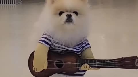 My Pup Is Playing Guitar 🎸 / Aww Cutee Dog ❤️