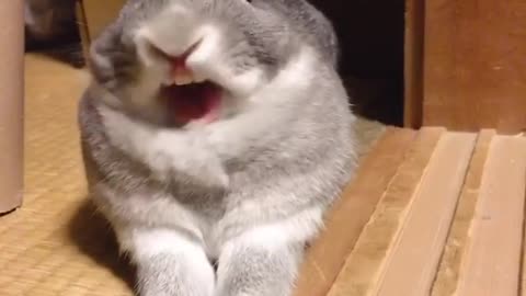 Bunny Yawning, Cutest video on Rumble Today