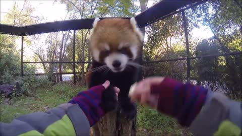 Most adorable red panda, must see the video!