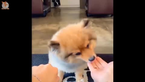 Cute puppies doing cute things