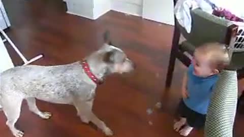 Babu laughs at dog bursting bubble so beautiful video.