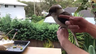 Friendly and Cute Kookaburra