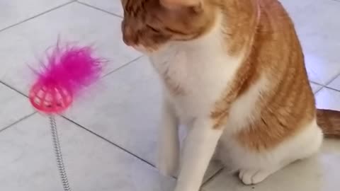 my cat Tobias and his new toy