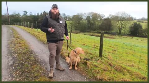 How To Stop Your Dog PULLING On The Leash!!!