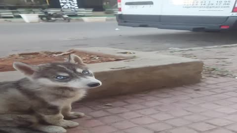 little puppy Huskey felt better after first week i take her out ( was poisened )