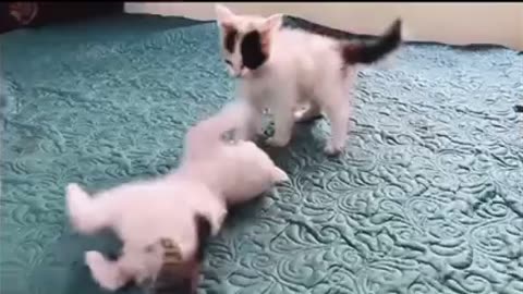 See How baby cata fight and playing