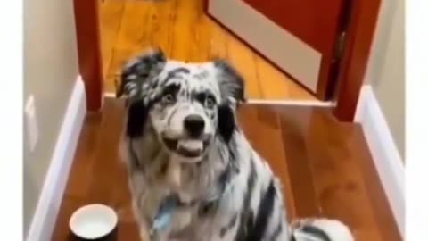 🤣🐾 Adorable Pets Getting into Mischief - Watch and Laugh! 😹💖🐾!!