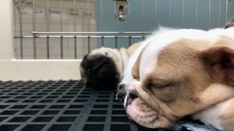 Sleeping dog for sale in cage behind window