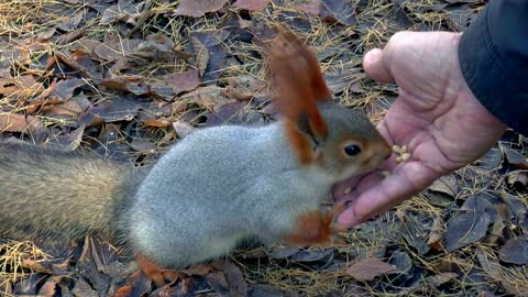 Human Feeding The Little Squirrel Animal Video