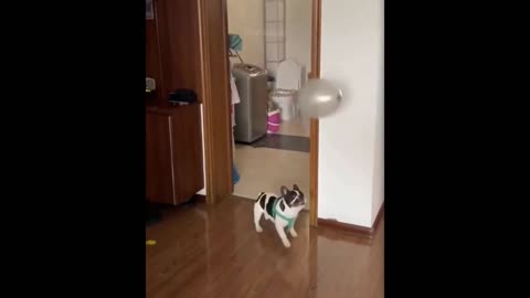 Dog Surprised with Balloons