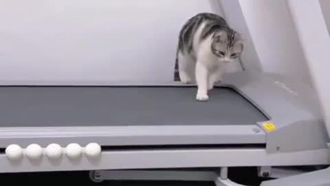 Cute cat on treadmill