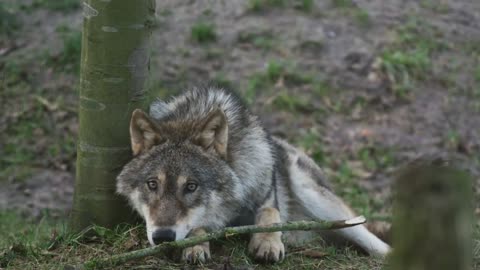 Beauty of a Wolf #Beautifulnature #Wolf