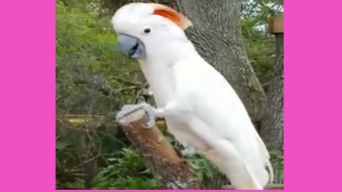 Laughing White wise Parrot >>> Intelligently funny.