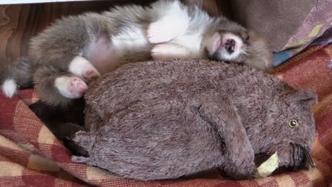 Puppy corgi sleeping toy paws sleepy welsh corgi