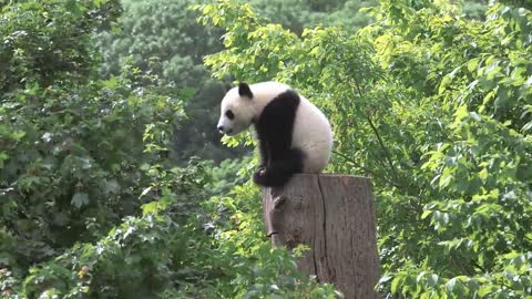 Two sweet pandas celebrated their first birthday in Vienna