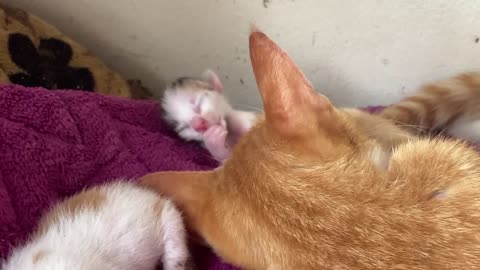 Mother cat's love at birth ❤️