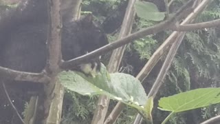 Squirrel Eating Figs