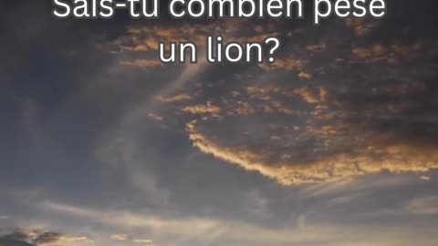 Fait sur le Lion 2 - Sais-tu combien pèse un lion?