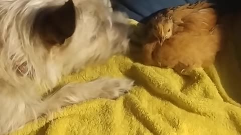 Luna (dog) takes care of Goldi (chicken) ;-) adorable!!!