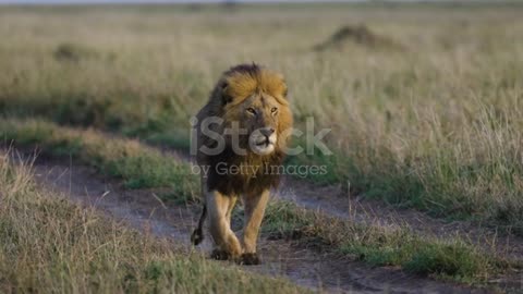 Slow moiton Close-up magnificient male lion walking towards camera in African