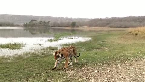 Arrowhead T84 Ranthambhore National Park. INDIA