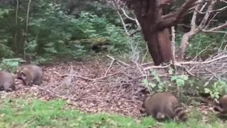 This man summons raccoons to him with a flute