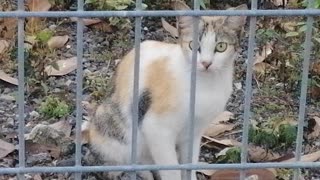 My lovely cat plays in the garden of the house.