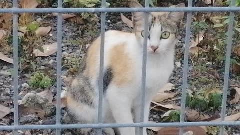 My lovely cat plays in the garden of the house.