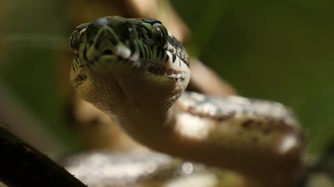 Closeup of snake eyes and mouth hunting - Diamond Python