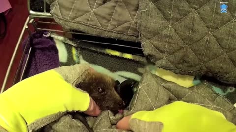 Rescuing a flying-fox in the gutter; this is Elijah.mp4