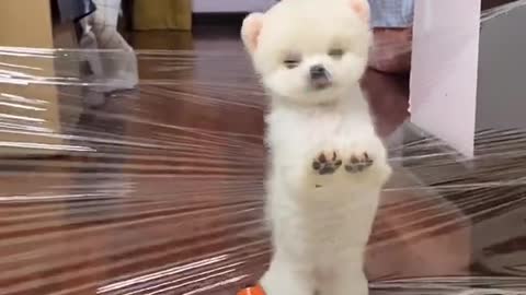 Videos of dogs that are both lovely and funny